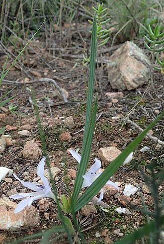 Babiana karooica: Babiana karooica, photographed by Nicola van Berkel, on 13 may 2016, at Koetzerskraal, Groot Swartberg, western Cape province of South Africa