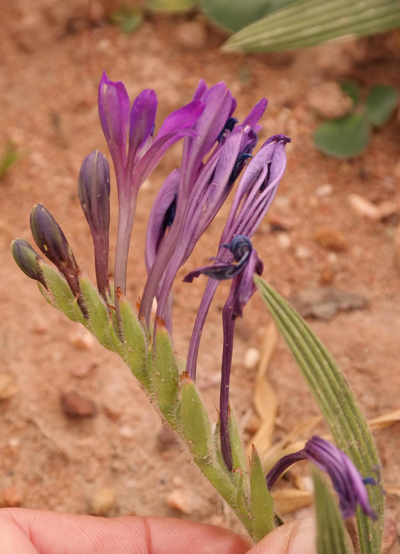 Babiana latifolia: Babiana latifolia, photographed by Nick Helme, on 5 September 2017, at Erfdeel, northeastern rim of the Piketberg, Western Cape province of South Africa