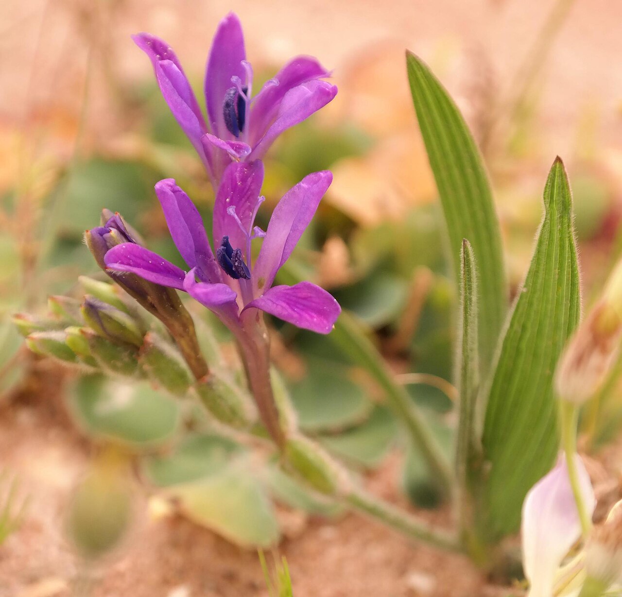 Babiana latifolia: Babiana latifolia, photographed by Nick Helme, on 5 September 2017, at Erfdeel, northeastern rim of the Piketberg, Western Cape province of South Africa
