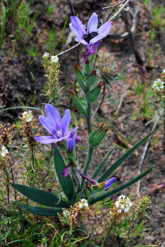 Babiana leipoldtii (Babiana leipoldtii)