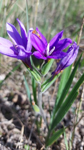 Babiana leipoldtii (Babiana leipoldtii)