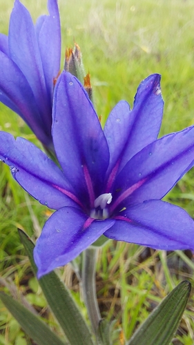 Babiana leipoldtii (Babiana leipoldtii)