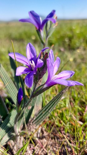 Babiana leipoldtii (Babiana leipoldtii)