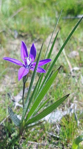 Babiana leipoldtii (Babiana leipoldtii)