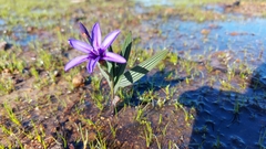 Babiana leipoldtii (Babiana leipoldtii)