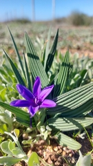 Babiana leipoldtii (Babiana leipoldtii)