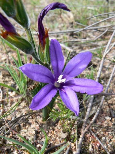 Babiana leipoldtii (Babiana leipoldtii)