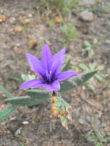 Babiana leipoldtii (Babiana leipoldtii)