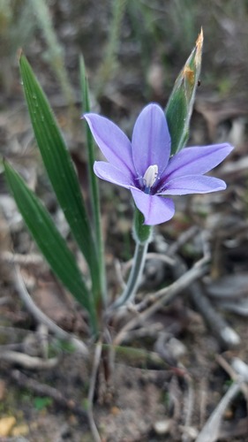Babiana leipoldtii (Babiana leipoldtii)