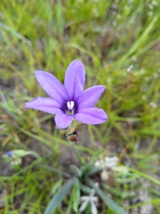 Babiana leipoldtii (Babiana leipoldtii)