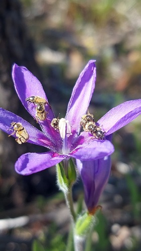 Babiana leipoldtii (Babiana leipoldtii)
