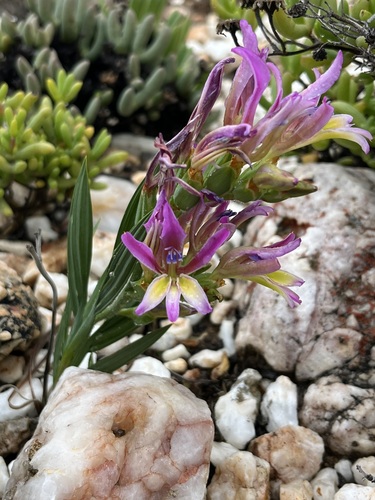 Babiana lewisiana (Babiana lewisiana)