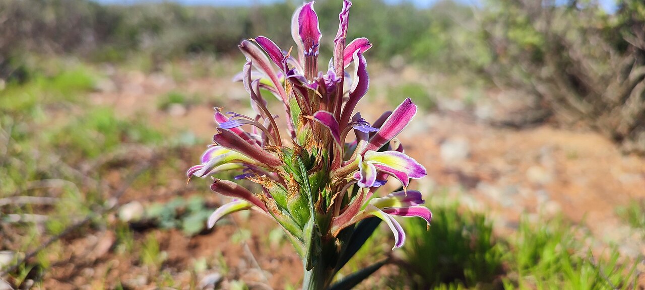Babiana lewisiana: Fanleaf Bobbejaantjie ( Babiana lewisiana ) in South Africa