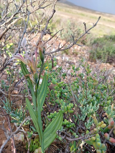 Babiana lewisiana (Babiana lewisiana)