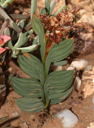 Babiana lewisiana (Babiana lewisiana)
