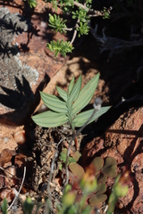 Babiana lewisiana (Babiana lewisiana)