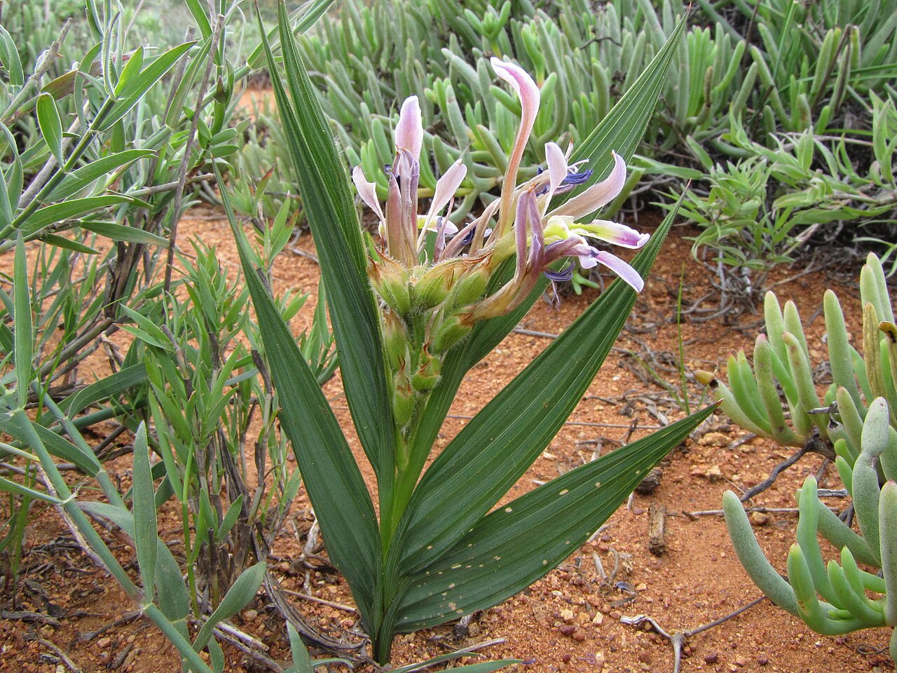 Babiana lewisiana: Babiana lewisiana, photographed by Nick Helme, on 28 July 2009, close to the summit of the Toringberg, near Van Rhynsdorp, Western Cape province of South Africa