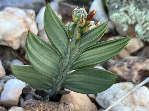 Babiana lewisiana (Babiana lewisiana)