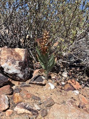 Babiana lewisiana (Babiana lewisiana)