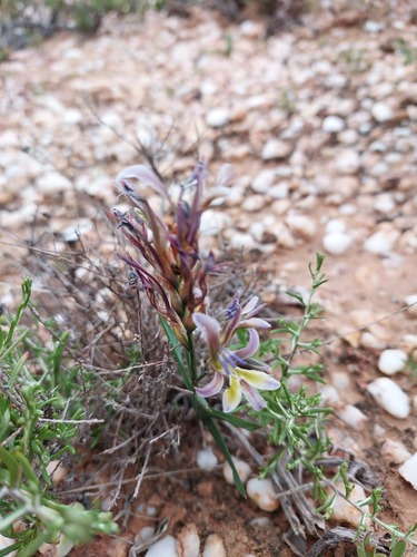 Babiana lewisiana (Babiana lewisiana)