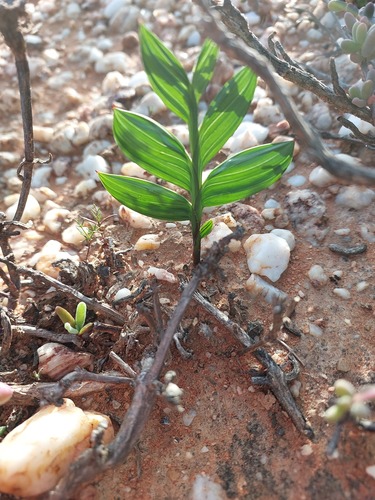 Babiana lewisiana (Babiana lewisiana)