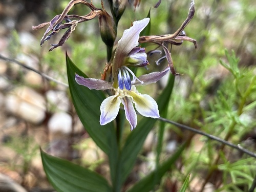 Babiana lewisiana (Babiana lewisiana)