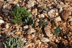 Babiana lewisiana (Babiana lewisiana)