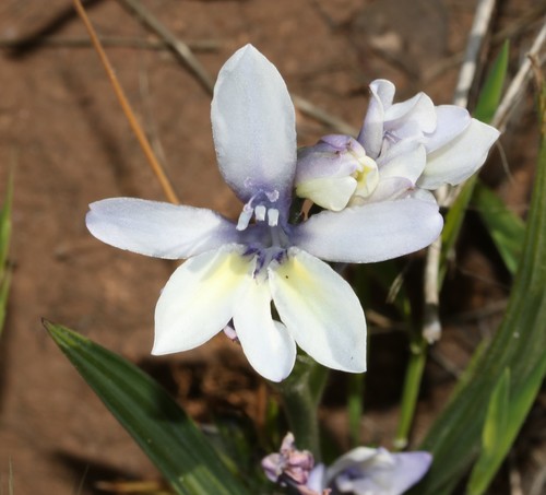 Babiana lineolata (Babiana lineolata)