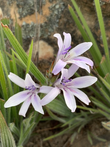 Babiana lineolata (Babiana lineolata)