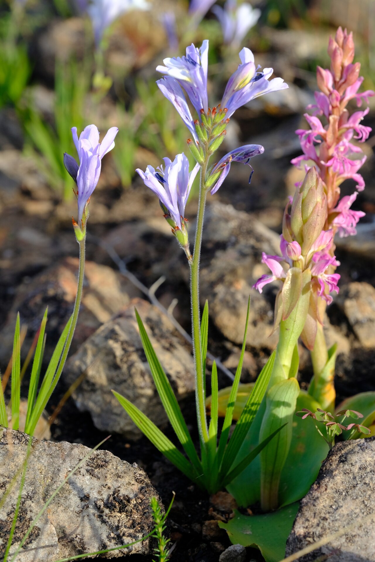 Babiana lineolata: Babiana lineolata and Satyrium erectum, photographed by Nick Helme, on 21 September 2021, along the R46 about 2 km east-northeast of Warmbokkeveld prison, Ceres