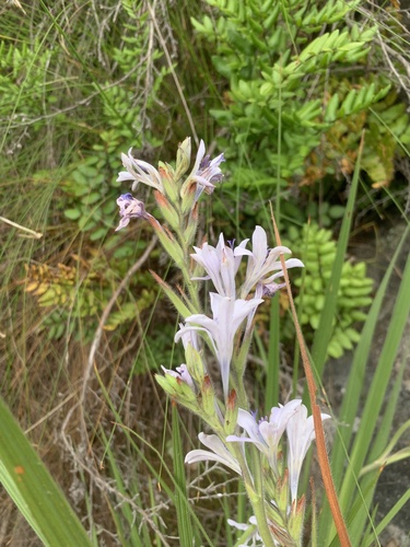 Babiana lineolata (Babiana lineolata)