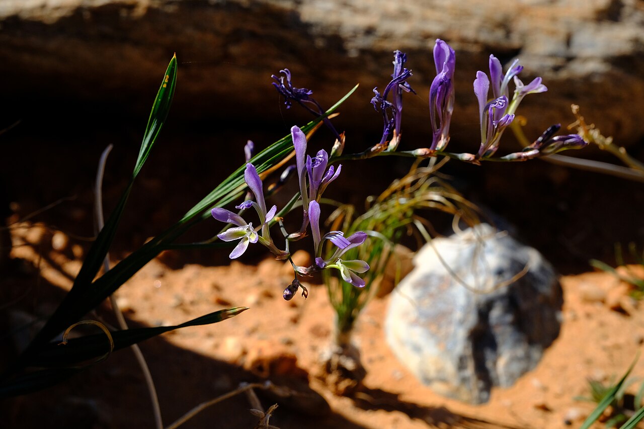Babiana lobata: Babiana lobata, photographed by Nick Helme, on 20 August 2021, about 2 km south of the Armmanshoek campsite in the AiAis Richtersveld Transfrontier National Par