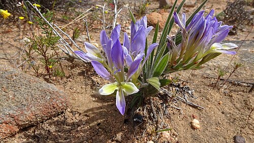 Babiana mucronata: Babiana mucronata ssp. minor