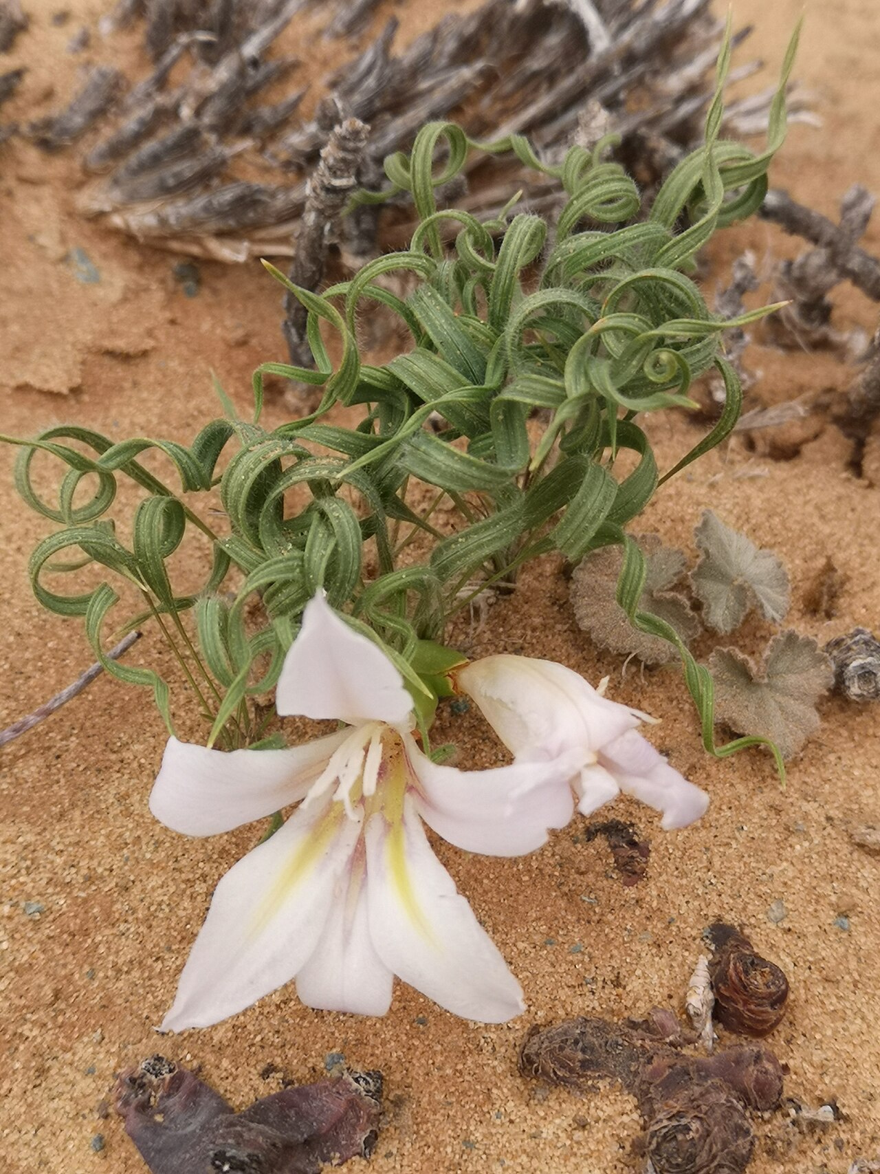 Babiana namaquensis: Babiana namaquensis, photographed by Leandra K., on 15 June 2019, somewhere in Northern Namaqualand, Northern Cape province of South Africa