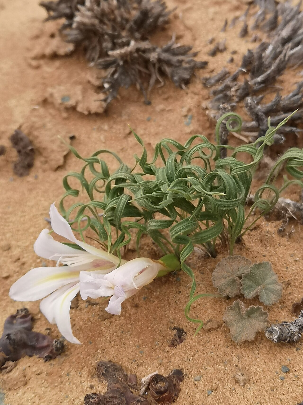 Babiana namaquensis: Babiana namaquensis, photographed by Leandra K., on 15 June 2019, somewhere in Northern Namaqualand, Northern Cape province of South Africa