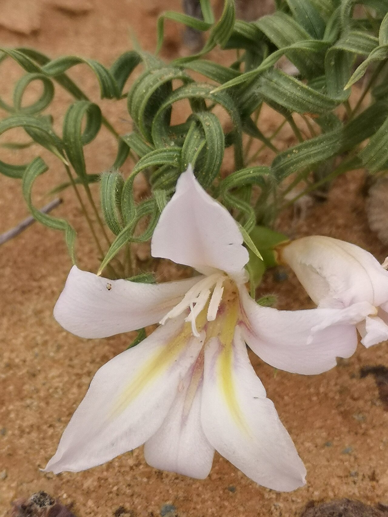 Babiana namaquensis: Babiana namaquensis, photographed by Leandra K., on 15 June 2019, somewhere in Northern Namaqualand, Northern Cape province of South Africa