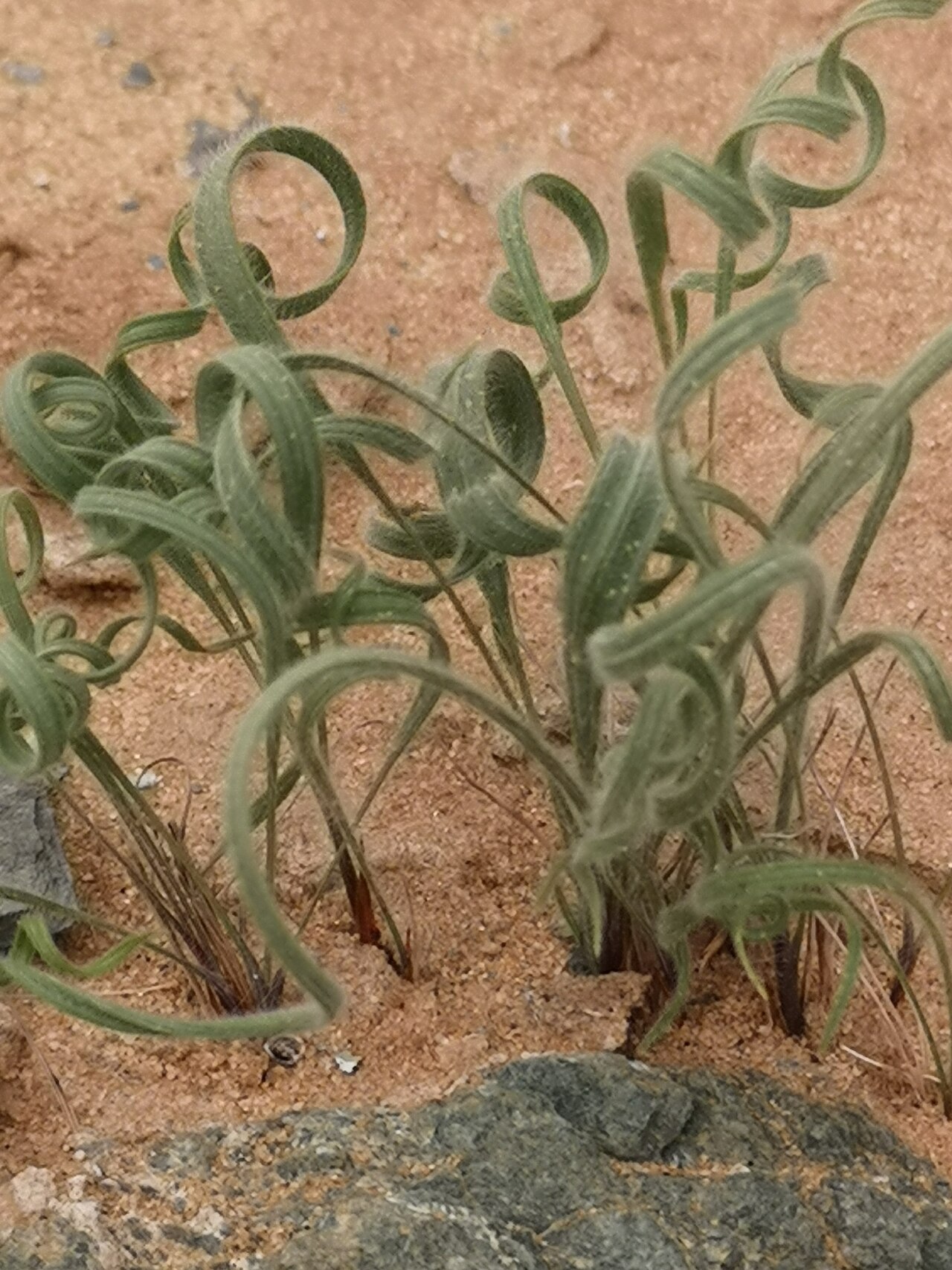 Babiana namaquensis: Babiana namaquensis, photographed by Leandra K., on 15 June 2019, somewhere in Northern Namaqualand, Northern Cape province of South Africa