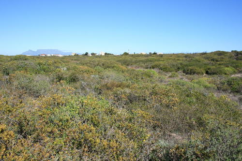 Babiana nana (Babiana nana)