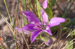 Babiana nana (Babiana nana)