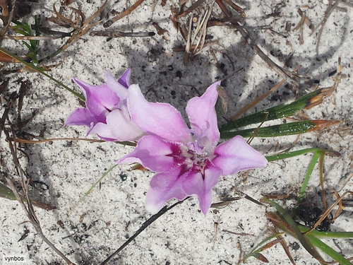 Babiana nana (Babiana nana)