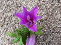 Babiana nana (Babiana nana)