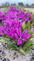 Babiana nana (Babiana nana)
