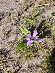 Babiana nana (Babiana nana)