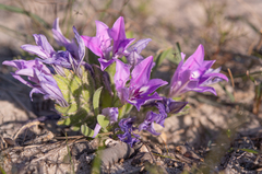 Babiana nana (Babiana nana)