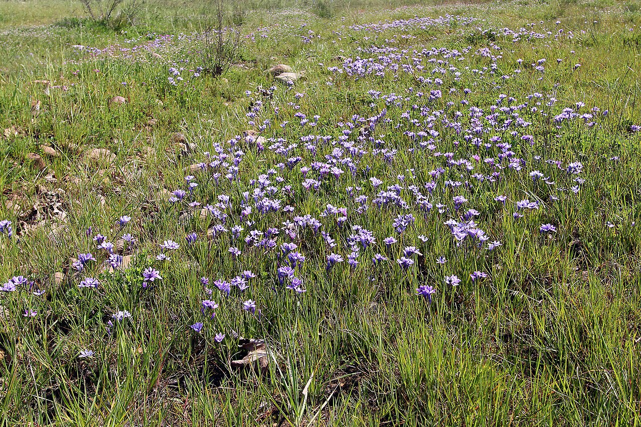 Babiana nervosa: Babiana stricta , dense stand of plants in flower; Wolseley, undeveloped open space in town, opposite Wolseley Fruit Packers Co-Op, semi-disturbed seepage area,