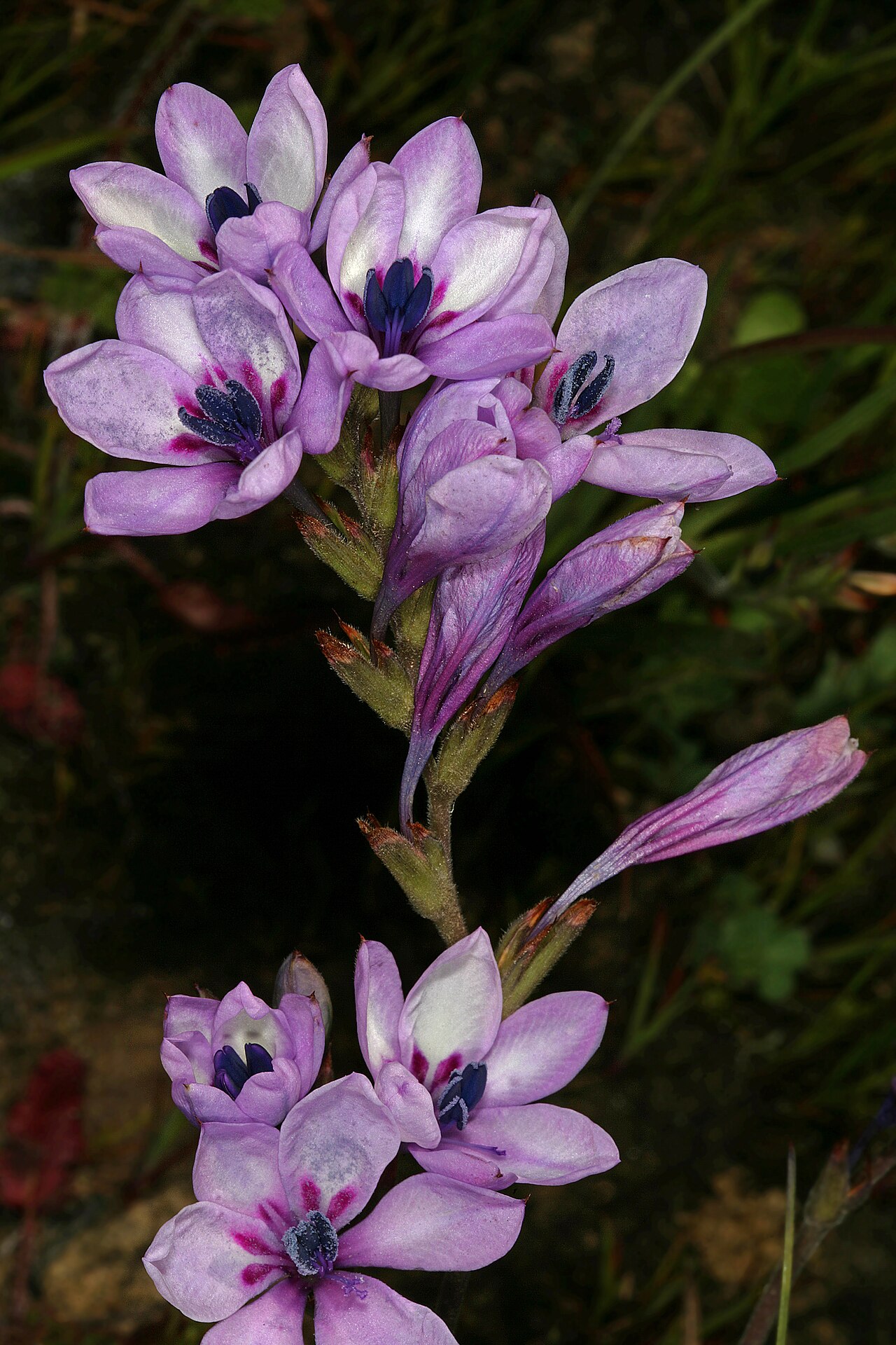 Babiana nervosa: Babiana stricta , inflorescences; Wolseley, undeveloped open space in town, opposite Wolseley Fruit Packers Co-Op, semi-disturbed seepage area, Western Cape, So
