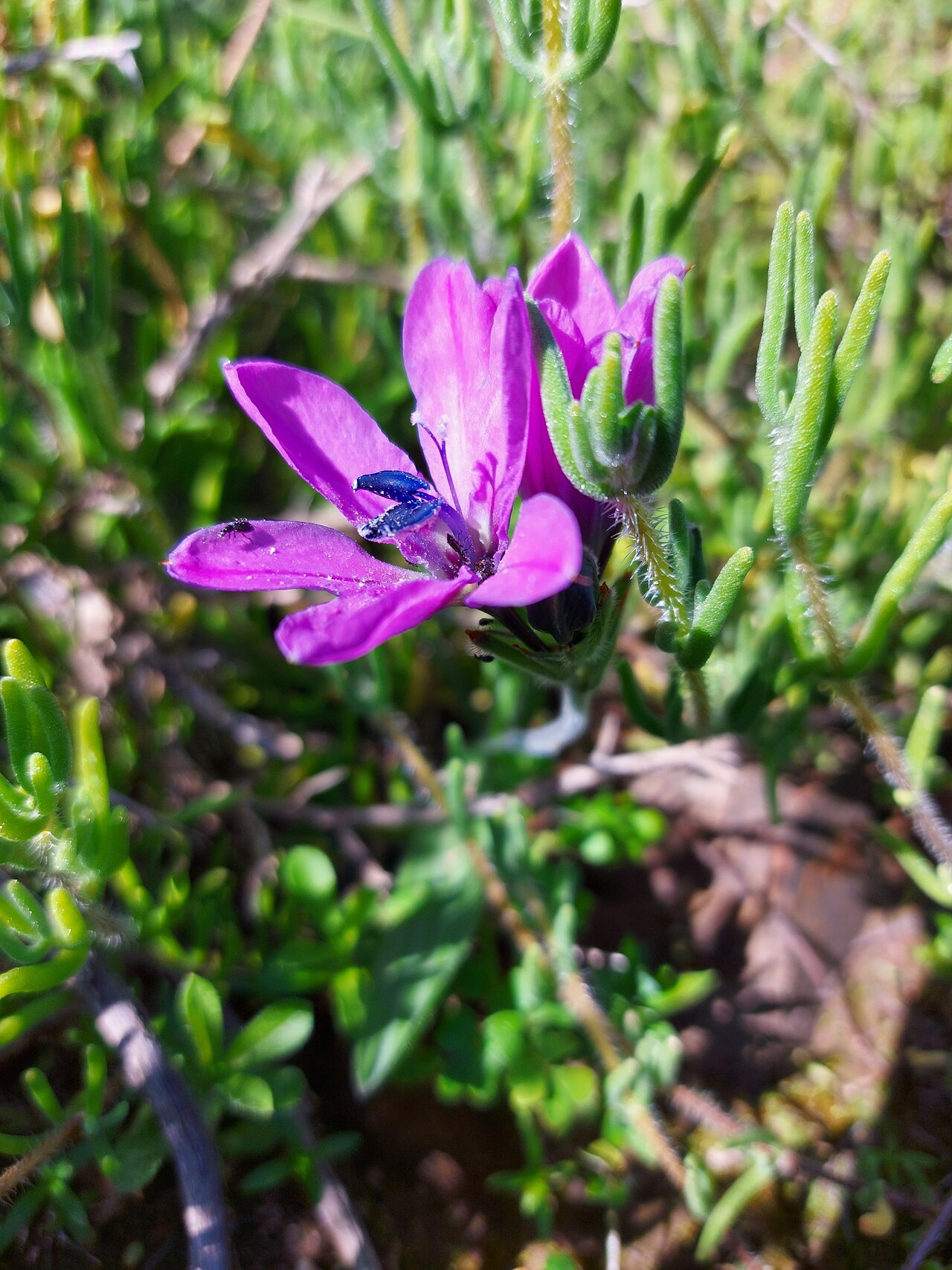 Babiana nervosa: Babiana nervosa, photographed by Jacques van der Merwe, on 9 September 2020, on Faure Hill, Stellenbosch, Western Cape province of South Africa