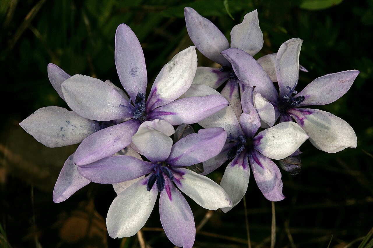 Babiana nervosa: Babiana stricta , inflorescence; Wolseley, undeveloped open space in town, opposite Wolseley Fruit Packers Co-Op, semi-disturbed seepage area, Western Cape, Sou