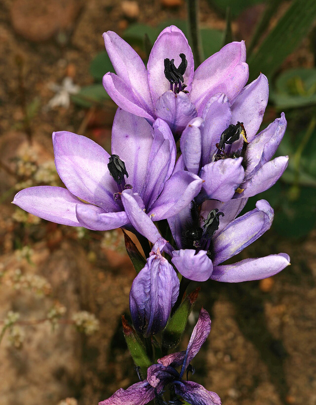 Babiana nervosa: Babiana stricta , flowers; growing in Renosterveld, between Wolseley and Tulbagh, Western Cape, South Africa