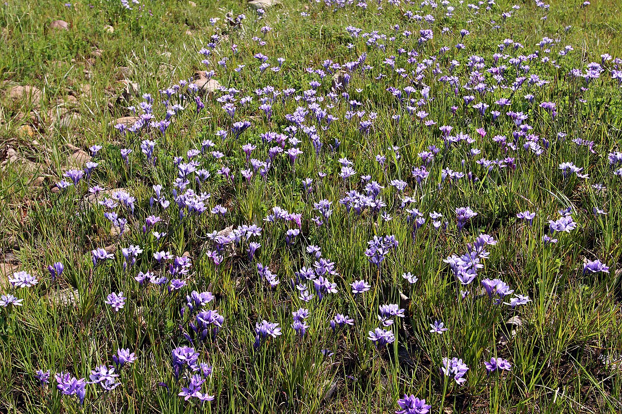 Babiana nervosa: Babiana stricta , dense stand of plants in flower; Wolseley, undeveloped open space in town, opposite Wolseley Fruit Packers Co-Op, semi-disturbed seepage area,